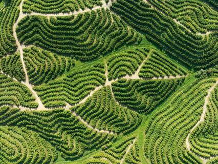 Cultivated orange trees (Citrus sinensis) and network of agricultural roads. Aerial view. Drone