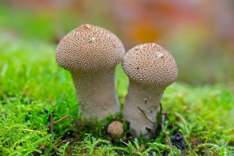 Bottle bovist (Lycoperdon perlatum) in forest in autumn, fall