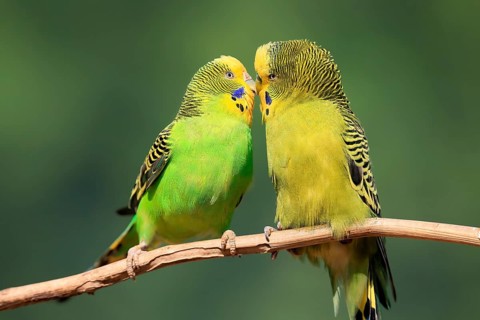 Budgerigar (Melopsittacus undulatus), adult, pair, male, female, two, in perch, courtship, social