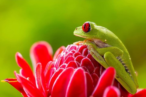 Red-eyed tree frog (Agalychnis callidryas), frogs (Rana), Costa Rica, Central America