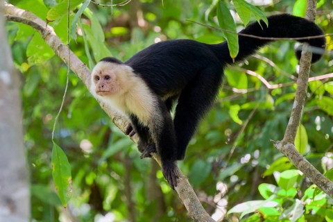White-shouldered capuchin monkey (Cebus capucinus) Costa Rica