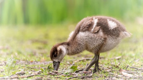 Nile goose chicks (Alopochen aegyptiaca) running through grass and branches, foraging, feeding from