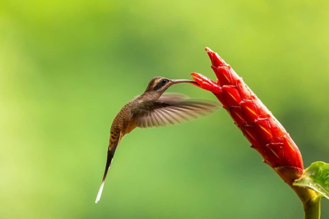 Long-billed Shadow Hummingbird (Phaethornis longirostris), Hummingbird (Trochilidae), Swiftbirds