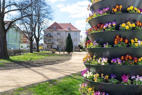Planting with pansies (viola) in a cascade flower pot, in the background the park on Bahnhofstraße,