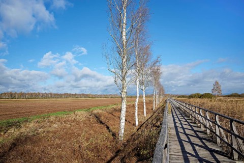 Federsee lake footbridge, Federsee nature reserve, UNESCO World Heritage Site, Bad Buchau, Upper