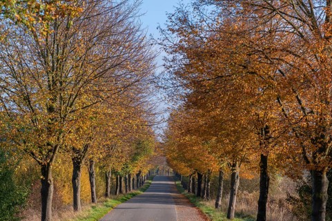 Autumnal lime tree avenue (Tilia), Brützkow, Mecklenburg-Vorpommern, Germany, Europe