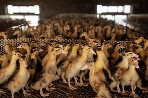 Ducklings in rearing station, Jiang Su Salted Duck Farming Co. Ltd, Xiang Shui County, China, Asia