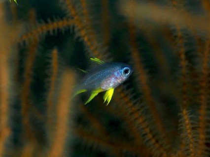 A small fish with yellow fins, Golden damselfish (Amblyglyphidodon aureus) juvenile, swimming near