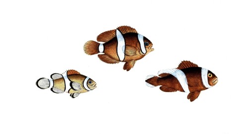 Fish, fish, top: Genus of bannerfish, Anthias polymna, the white band. below, Genus of bannerfish,