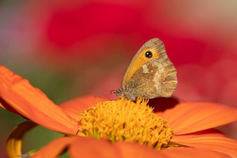 Gatekeeper butterfly (Pyronia tithonus) adult insect feeding on a garden Mexican sunflower flower