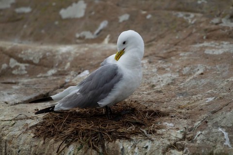 Black-legged kittiwake (Rissa tridactyla) adult sea bird on a nest on a cliff, England, United