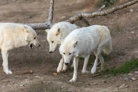 Three Hudson Bay wolves (Canis lupus hudsonicus) walking over a dry forest floor. Some logs in the