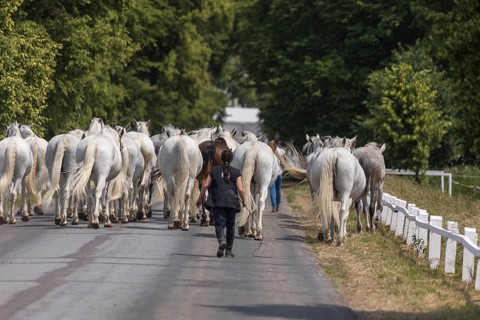 Kladruber horse, mares, walking to the stable. National Stud Farm Kladruby nad Labem