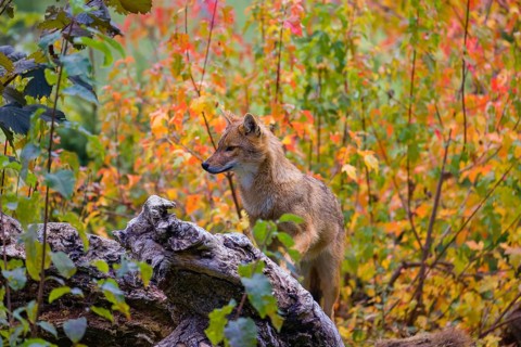 One golden jackal (Canis aureus) stands on a fallen tree trunk. Behind him is a tree in intense