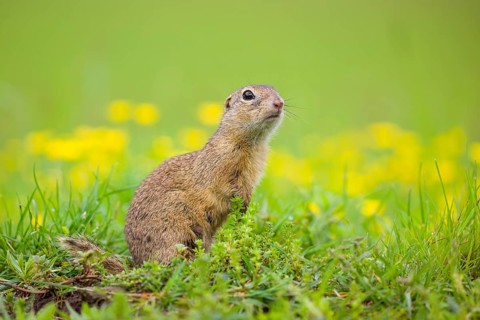 An adult European ground squirrel (Spermophilus citellus) or European souslik sits in green gras