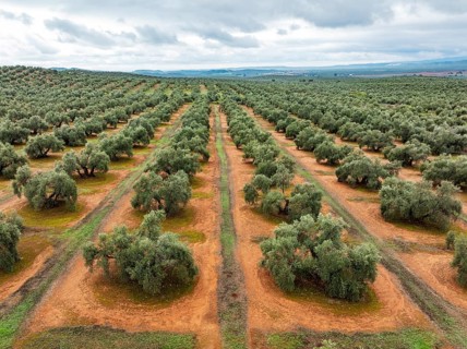 Cultivated olive trees (Olea europaea). Aerial view. Drone shot. Jaén province, Andalusia, Spain,