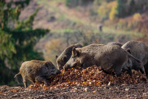 Group of wild boar or wild pig (Sus scrofa) stand on a clearing in a pile of leaves, eating them