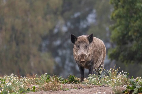 One adult wild boar or wild pig (Sus scrofa) searching for food on a flowering meadow in late