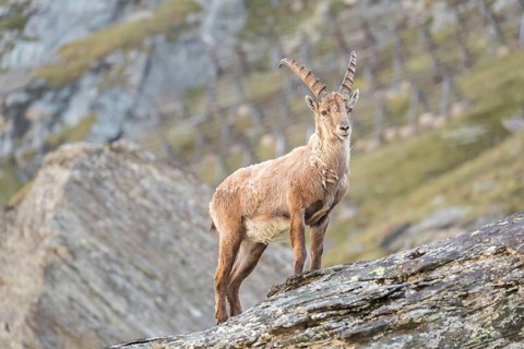 One young adult male ibex (Capra ibex) standing on rocks, side portrait with late light. Avalanche