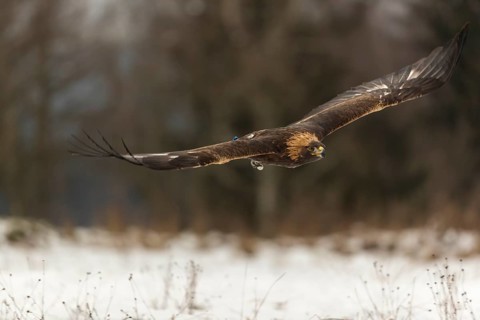 One golden eagle (Aquila chrysaetos) flying over a snowy meadow. A forest in the background.