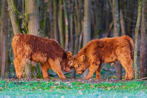 Two Highland calves (Bos (primigenius) taurus) playfighting
