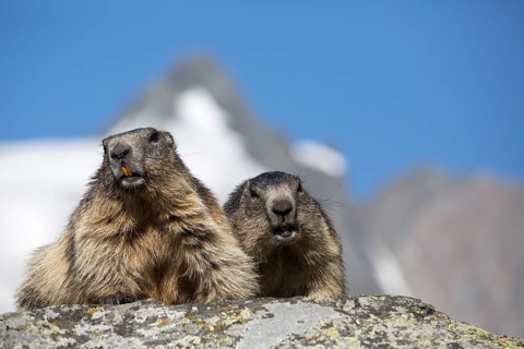 Two adult Alpine Marmot, Marmota marmota, sitting in front of the Grossglockner mountain in bright