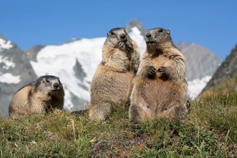 Three adult Alpine Marmot, Marmota marmota, sitting in front of the Grossglockner mountain in