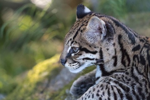 One Ozelot, Leopardus pardalis, side portrait with green vegetation in the background