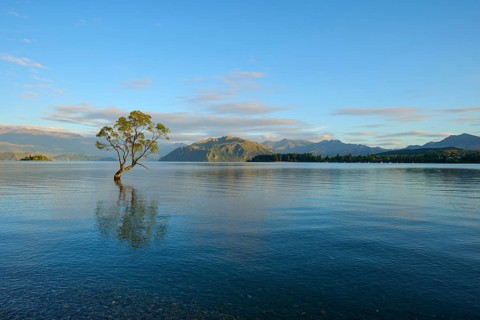 A solitary tree in the lake with blue dawn and mountain landscape, summer, Lake Wanaka, Wanaka,