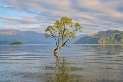 Single tree reflected in the calm waters of a lake, surrounded by mountains, summer, Lake Wanaka,