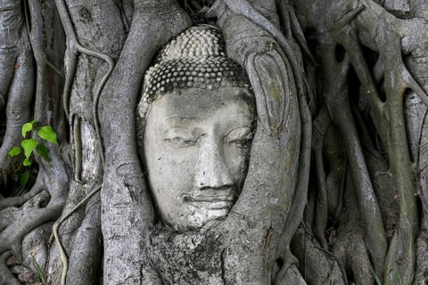 Sandstone Buddha head at the foot of a Bodhi tree in Wat Mahathat, Temple of the Great and Holy