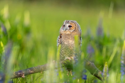 One young Ural owl (Strix uralensis) sitting on a branch lying in a field of flowering lupines in