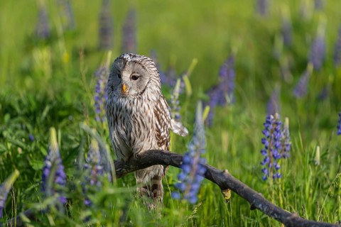One Ural owl (Strix uralensis) sitting on a branch lying in a field of flowering lupines in late