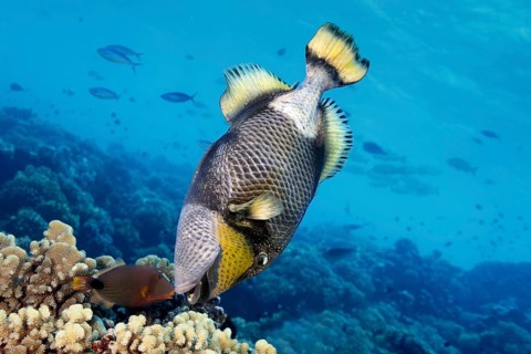 Giant triggerfish (Balistoides viridescens) and orange stripe triggerfish, (Balistapus undulatus),