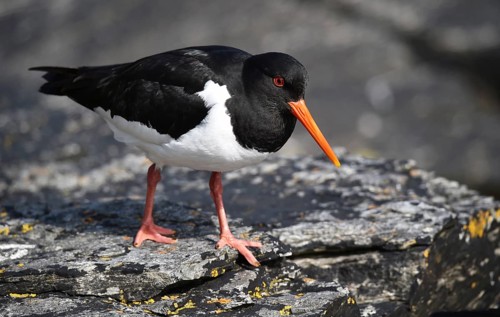 Oystercatcher, (Haematopus ostralegus) on a rock on the coast of Norway