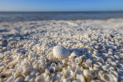Millions of cockles (Fragum erugatum) at Shell Beach, Hamelin Pool, Shire of Shark Bay, Western