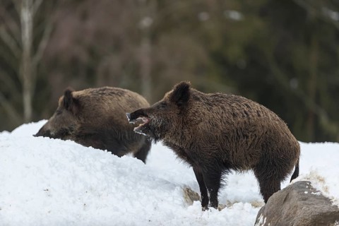 Wild boar or wild pig (Sus scrofa), with open snout, standing on snowy ground, trees in the