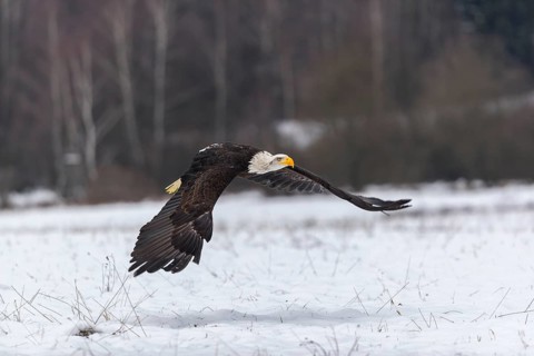 One Bald Eagle, Haliaeetus leucocephalus, flying over a snowy meadow with a birch tree forest in