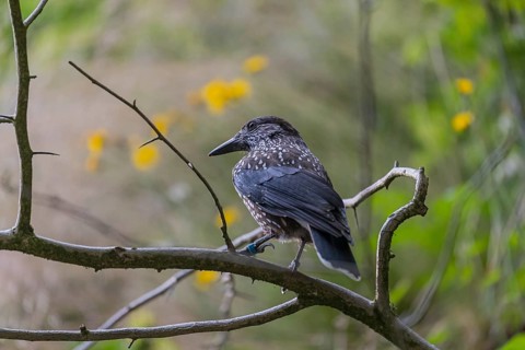 One spotted nutcracker or Eurasian nutcracker (Nucifraga caryocatactes) sitting on a twig. Green