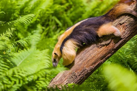 A southern tamandua (Tamandua tetradactyla), climbs down a tree in a forest