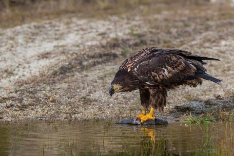 One white-tailed eagle (Haliaeetus albicilla) sitting lakeshore in early light, feeding on a common