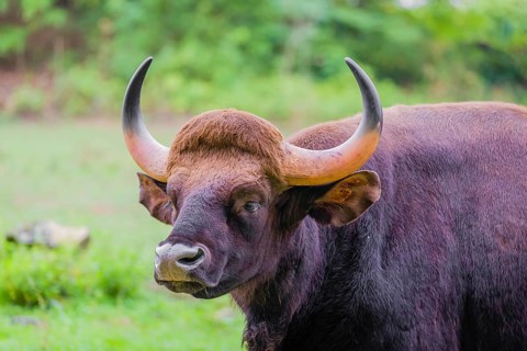 Portrait of a male Gaur (Bos gaurus gaurus) on a pasture
