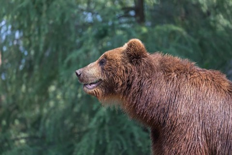 One Kamchatka brown bear (Ursus arctos piscator), portrait
