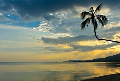 Silhouette of a coconut palm backlit against a colourful sky during a tropical sunset, Koh Samui,