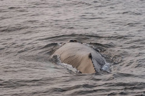 Humpback whale (Megaptera novaeangliae), Barents Sea, Northeast Land, Svalbard and Jan Mayen