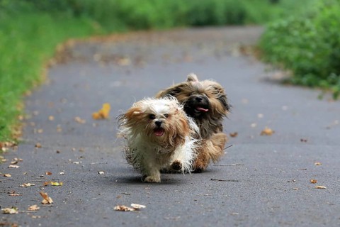 Lhasa Apso, Lhasa terrier, lion dog, Tibet, running