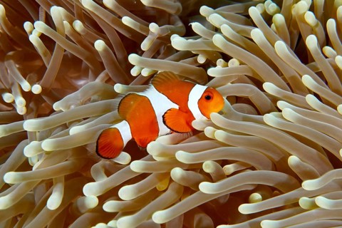 An Ocellaris Clownfish (Amphiprion ocellaris) swimming in the tentacles of a light-coloured sea
