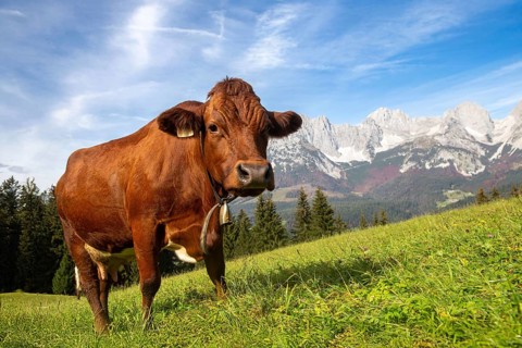 Cow on a mountain pasture near Going, Tyrol. The Wilder Kaiser massif can be seen in the background