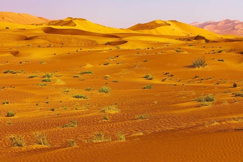 Wind-sculpted curved sand dunes, in front of a sandy area with green vegetation, in the Rub al