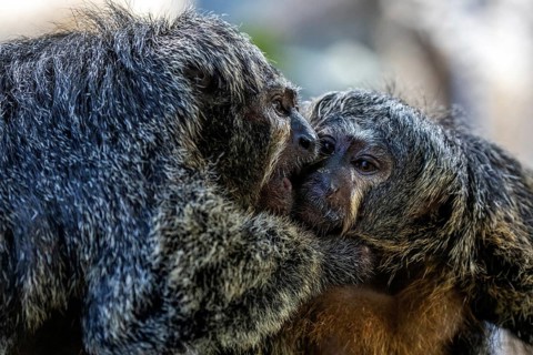 Monk monkeys (Pithecia monachus), male and female, captive, Baden-Württemberg, Germany, Europe